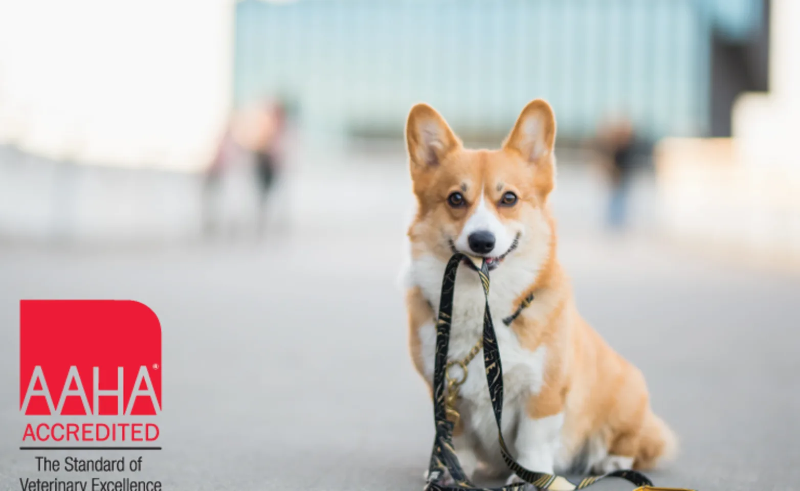 Corgi holding a leash in their mouth with a blurry background